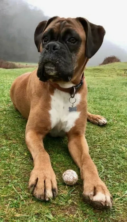 Боксер